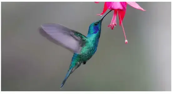 Hummingbird